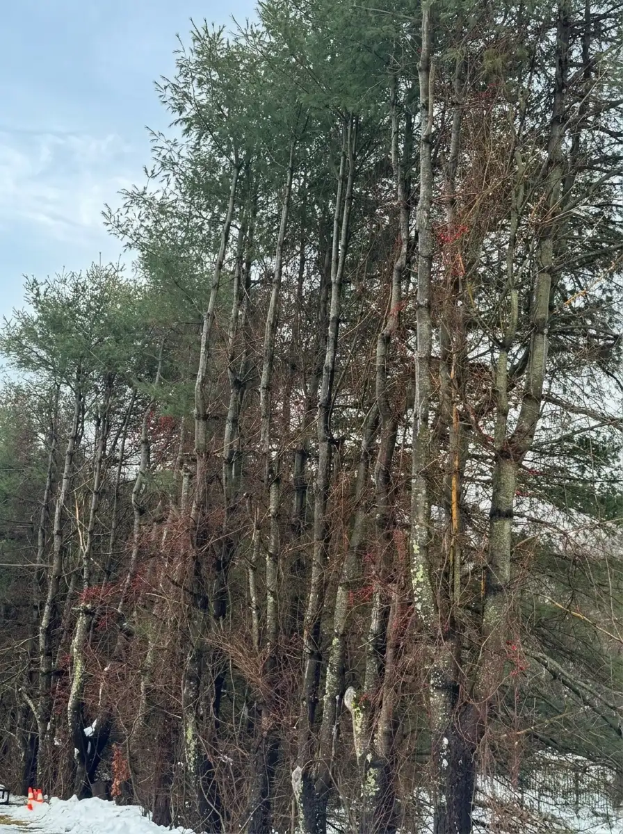 bucket truck tree trimming Connecticut