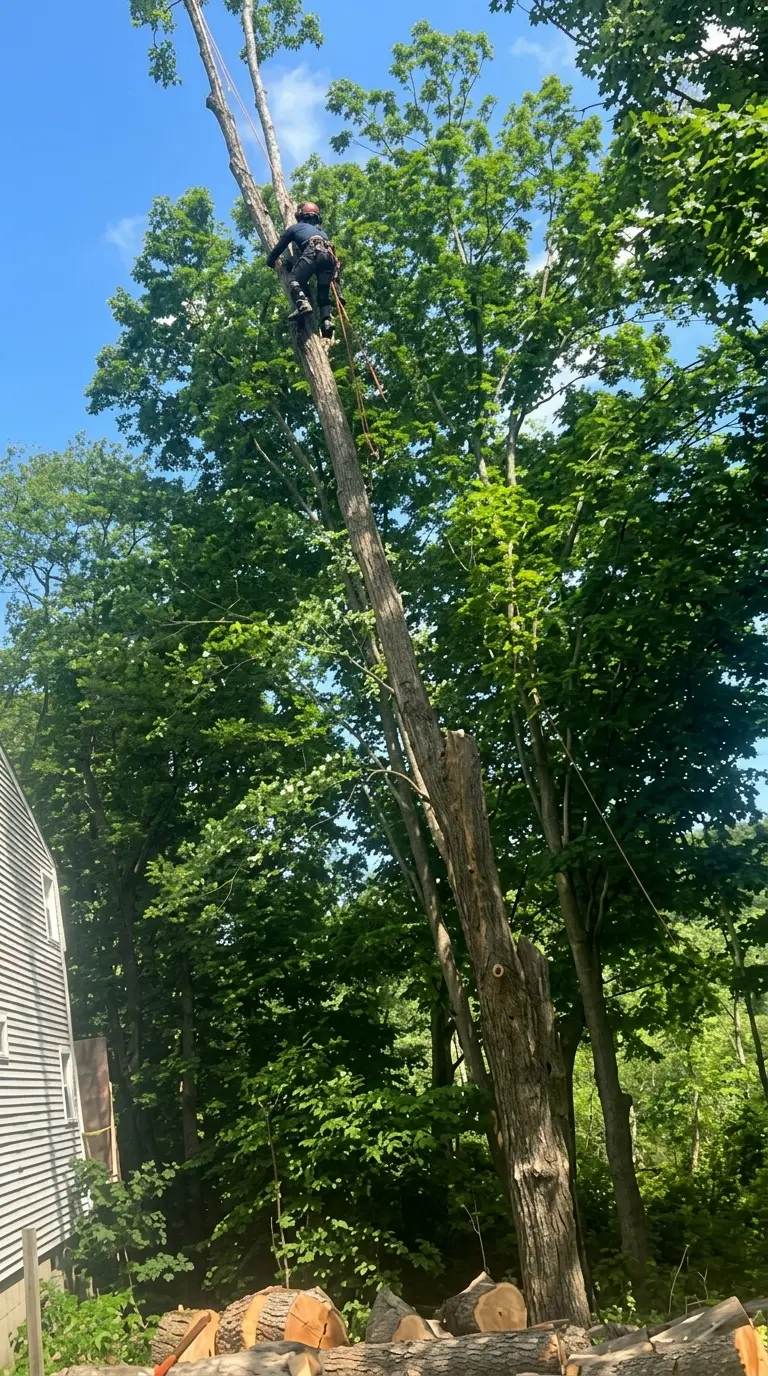 hazardous tree takedown near Connecticut home