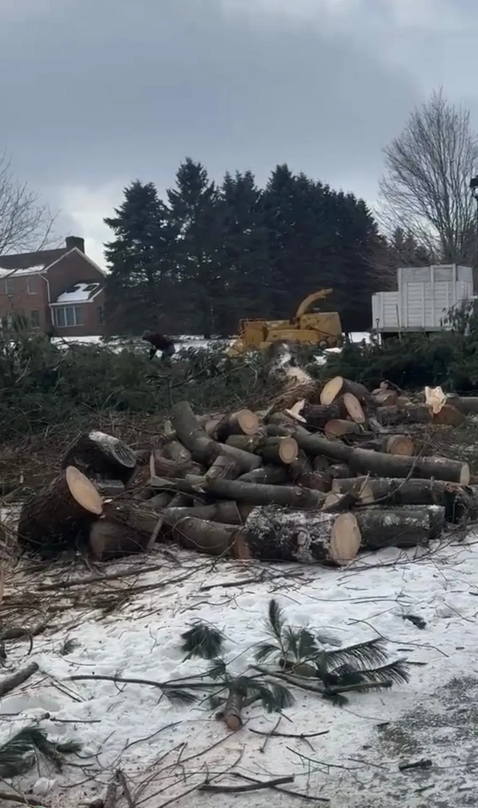 Salazar Tree Services crew at work in Connecticut