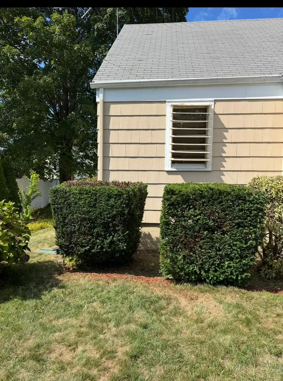 hazardous tree takedown near Connecticut home