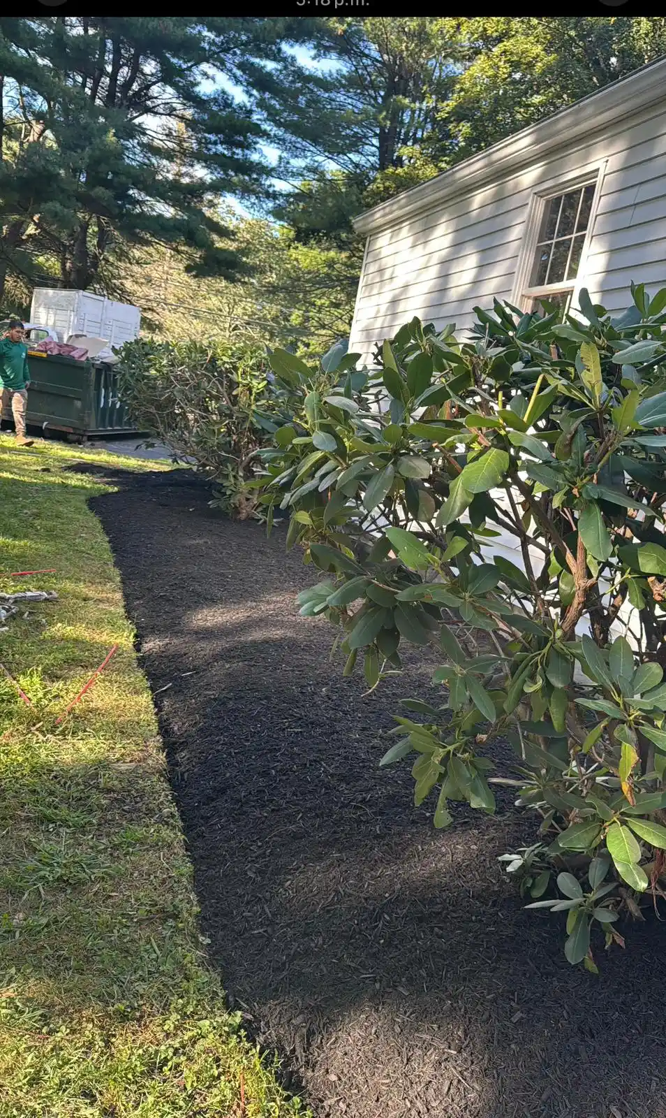 large tree removal Connecticut backyard