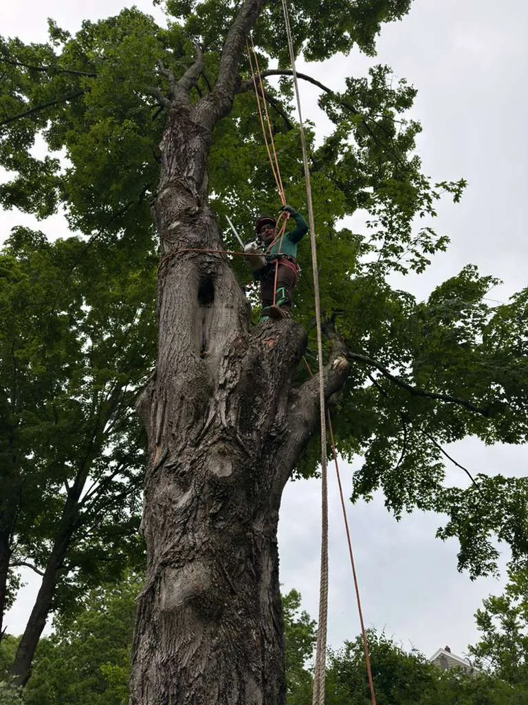 commercial tree clearing Connecticut lot
