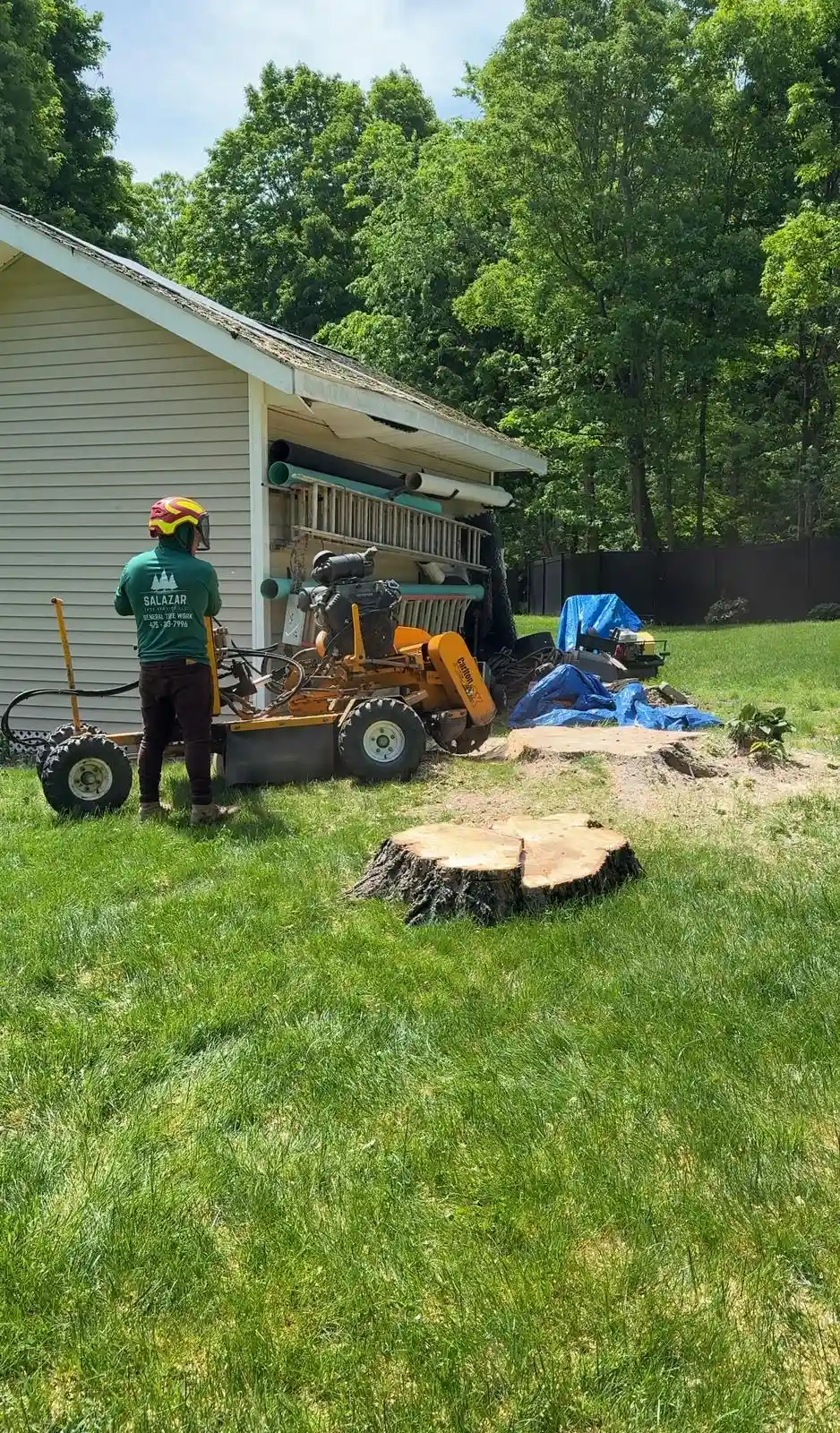 Salazar Tree Services professional tree removal in Connecticut