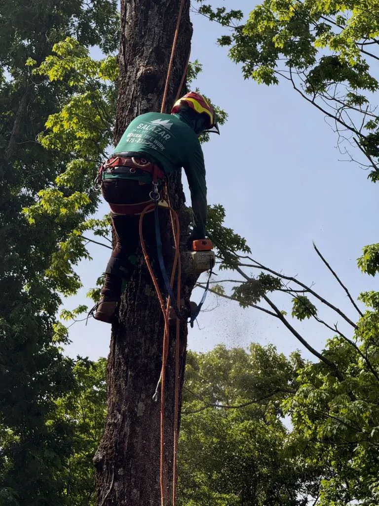 brush and debris removal Connecticut property