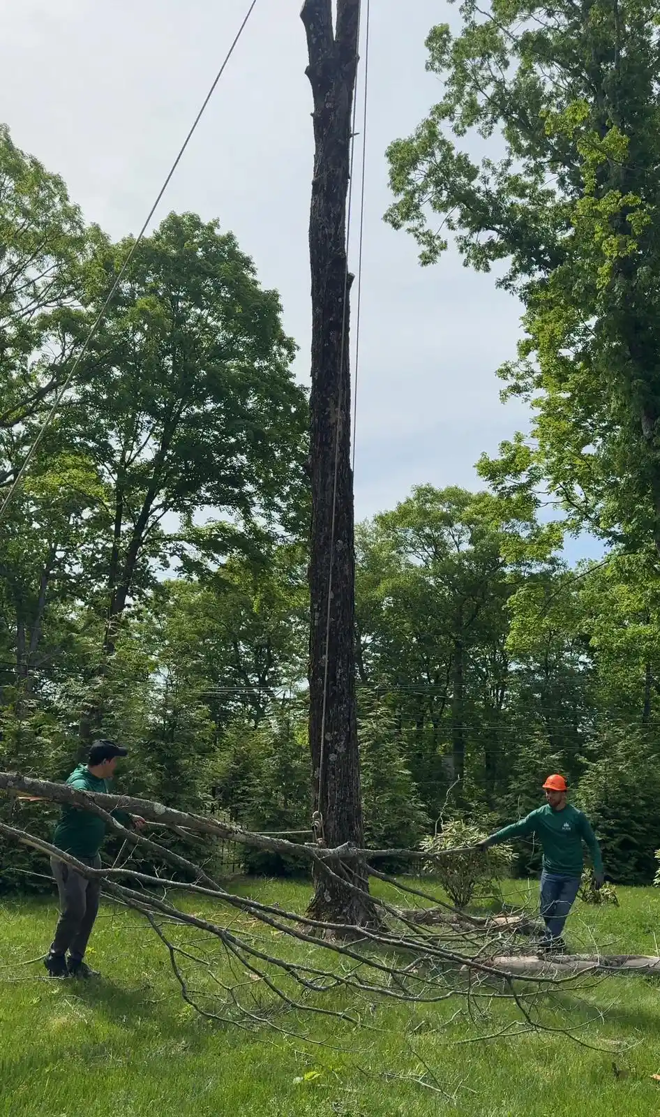 stump grinding service Connecticut yard