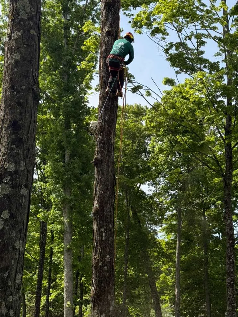 bucket truck tree trimming Connecticut